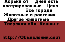   Хорьки от 35 дней есть кастрированные › Цена ­ 2 000 - Все города Животные и растения » Другие животные   . Тверская обл.,Кашин г.